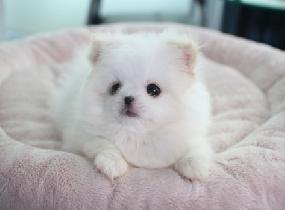 [애플팀]소수정예팀! 레전드 복귀! 재방문 99프로! 할인중! 롤체환영!